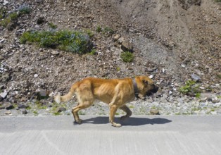 Brown dog runs along a road in a mountainous, rocky area, Kangal, Ushguli, Georgia