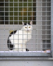 Black and white cat sitting behind a fence at an animal shelter, animal welfare association, animal