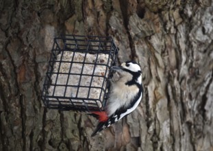 Great spotted woodpecker, (Dendrocopos major) eats fat food, bird feeder in winter,