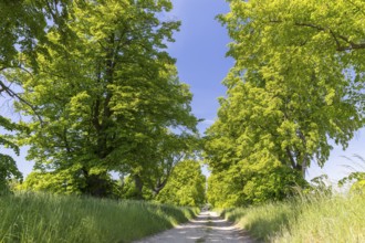 Path through the 200-year-old avenue of lime trees, mainly winter lime trees (Tilia cordata)