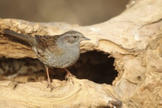 Dunnock (Prunella modularis) at winter feeding in the forest, Allgäu, Bavaria, Germany, Allgäu,