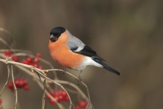 Bullfinch (Pyrrhula pyrrhula) Male eats berries of the common snowball bush (Viburnum opulus)
