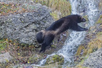 A wolverine (Gulo gulo) jumps over a small stream on a rocky slope covered with green vegetation.