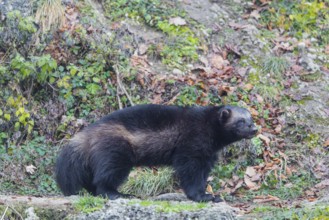 A wolverine (Gulo gulo) stands on a rocky slope covered in green vegetation. Finland