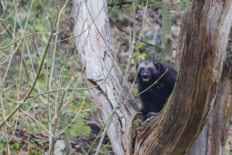 A wolverine (Gulo gulo) sits in a dead tree standing on a rocky slope covered with green vegetation