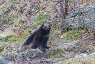 A wolverine (Gulo gulo) sits by a small stream on a rocky slope covered in green vegetation.