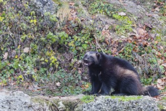 A wolverine (Gulo gulo) sits on a rocky slope covered in green vegetation. Finland