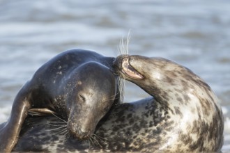 Atlantic grey seal (Halichoerus grypus) two adult animals in love courting in the breaking waves of