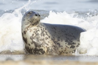 Atlantic grey seal (Halichoerus grypus) adult animal in the breaking waves of the sea on a