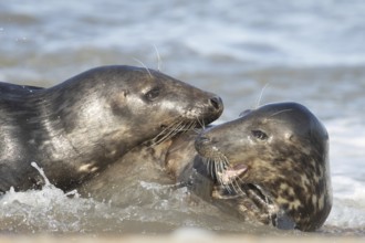 Atlantic grey seal (Halichoerus grypus) two adult animals in love playing in the breaking waves of