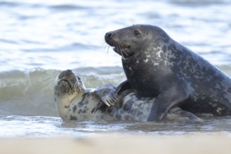 Atlantic grey seal (Halichoerus grypus) two adult animals in love courting in the shallow sea on a