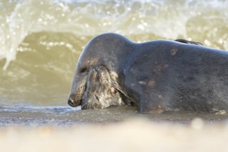 Atlantic grey seal (Halichoerus grypus) two adult animals in love seemingly kissing in the breaking