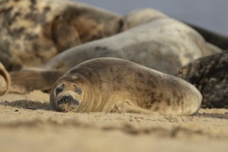 Atlantic grey seal (Halichoerus grypus) adult animal sleeping on a seaside beach, England, United