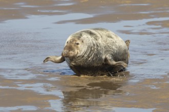 Atlantic grey seal (Halichoerus grypus) adult animal surfing over a beach, England, United Kingdom