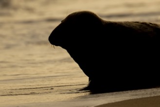 Atlantic grey seal (Halichoerus grypus) silhouette of an adult animal on a seaside beach at