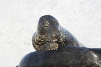 Atlantic grey seal (Halichoerus grypus) adult animal on the back of another seal in the waves of