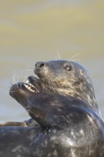 Atlantic grey seal (Halichoerus grypus) two adult animals in love courting in the breaking waves of