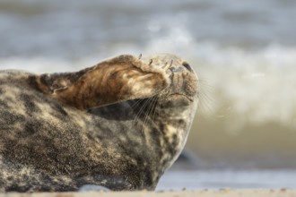 Atlantic grey seal (Halichoerus grypus) adult animal waving on a seaside beach, England, United