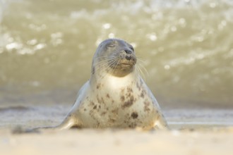 Atlantic grey seal (Halichoerus grypus) adult animal relaxing on a seaside beach, England, United