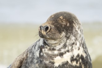 Atlantic grey seal (Halichoerus grypus) adult animal with its eyes closed sleeping on a seaside