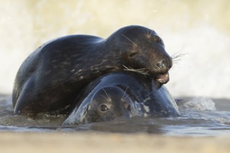 Atlantic grey seal (Halichoerus grypus) two adult animals in love hugging in the breaking waves of
