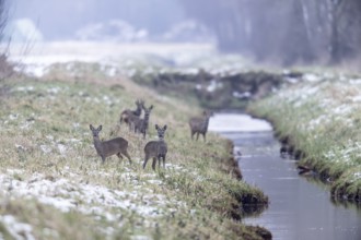 Roe deer (Capreolus capreolus), Emsland, Lower Saxony, Germany
