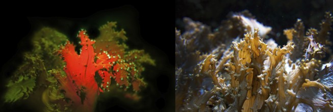 Soft coral (Sinularia brassica), fluorescent (left) and in daylight (right), Octocorallia,
