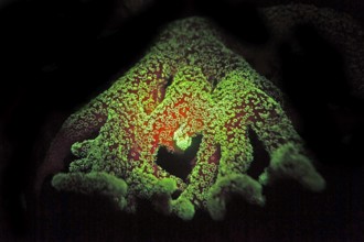 Green and red fluorescent, large polyp stony coral (Montiopra sp), Hexacorallia, Scleractinia,