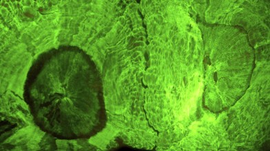 Green fluorescent disc anemone (Trachyphyllia sp, Hexacorallia, Corallimorpharia, biofluorescence,