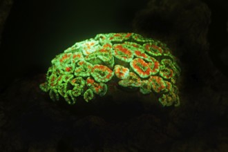 Green and red fluorescent, large polyp stony coral (Micromussa lordhowensis), Hexacorallia,