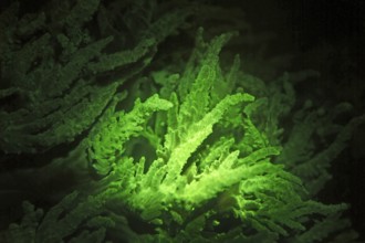 Green fluorescent soft coral (Lobophytum sp.), Octocorallia, biofluorescence, fluorescence,