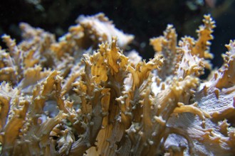 Soft coral (Sinularia brassica), Octocorallia, colour in daylight, coral reef, Indo-Pacific,