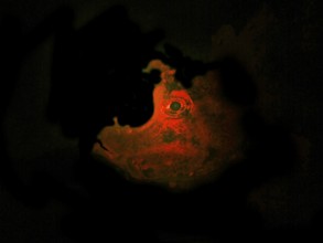 Tentacle scorpionfish (Rhinopias frondosa), portrait, fluorescent, biofluorescence, fluorescence,