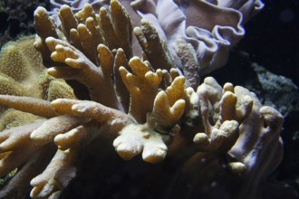 Soft coral (Lobophytum sp.) in daylight, Octocorallia, coral reef, Indo-Pacific