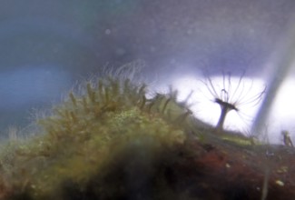 Jellyfish polyps (left) and a sea anemone (Actiniaria), the glass rose (Aiptasia) (right), in