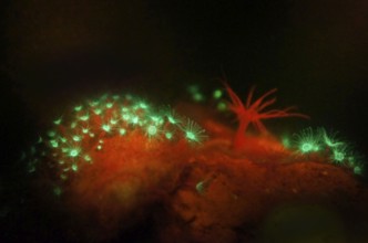 Jellyfish polyps (green) and a sea anemone (Actiniaria), the glass rose (Aiptasia) (red) (right),