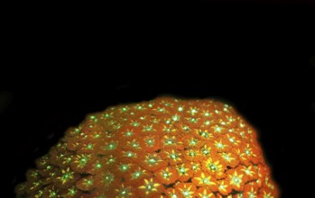 Pineapple coral (Blastomussa merleti), large polyp stony coral, Hexacorallia, biofluorescence,