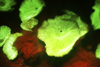 Green fluorescent disc anemone (Discosoma sp, Hexacorallia, Corallimorpharia, biofluorescence,