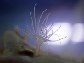 Small sea anemone (Actiniaria), glass rose (Aiptasia), Atlantic Ocean