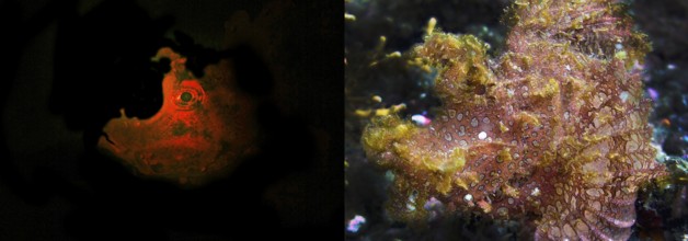 Tentacle scorpionfish (Rhinopias frondosa), fluorescent (left) and in daylight (right),