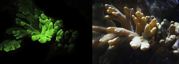 Soft coral (Lobophytum sp.), fluorescent (left) and in daylight (right), Octocorallia,