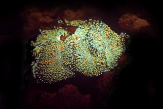 Fluorescent disc anemone (Ricordea sp, Hexacorallia, Scleractinia, biofluorescence, fluorescence,