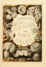 Arabian corals: a trip to the coral banks of the Red Sea and a glimpse into the life of coral
