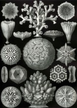Stony corals (Scleractinia), Hexacorallia, drawings by Ernst Häckel from 'Kunstformen der Natur',