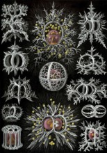 Corals, drawings by Ernst Haeckel from 'Art Forms of Nature', plate 71, historical, biology, art,