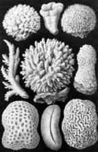 Soft corals, Octocorallia, drawings by Ernst Haeckel from 'Arabian Coral' Plate II, historical,