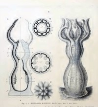 Soft coral (Monoxenia darwinii), Hexacorallia, Six-rayed flowering animals, drawings Ernst Häckel,