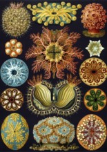 Slice anemones, Octocorallia, drawings by Ernst Haeckel from 'Art Forms of Nature', plate 49,