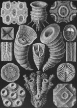 Fossil stony corals (Tetracoralla), Hexacorallia, drawings by Ernst Häckel from 'Kunstformen der