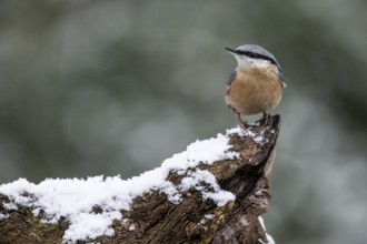 Nuthatch (Sitta europaea), Emsland, Lower Saxony, Germany